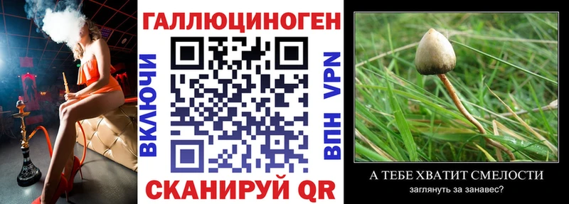 Купить  Жуков  Псилоцибиновые грибы Psilocybine cubensis 